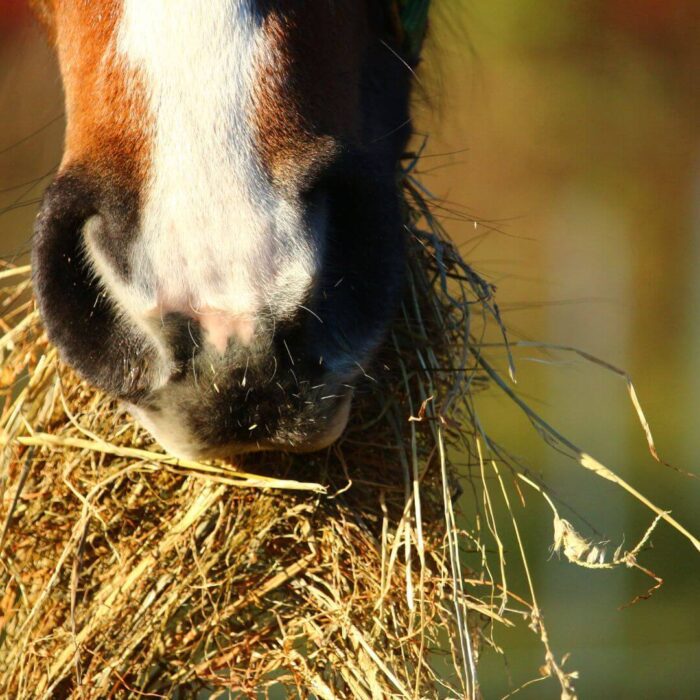 horse eating hay