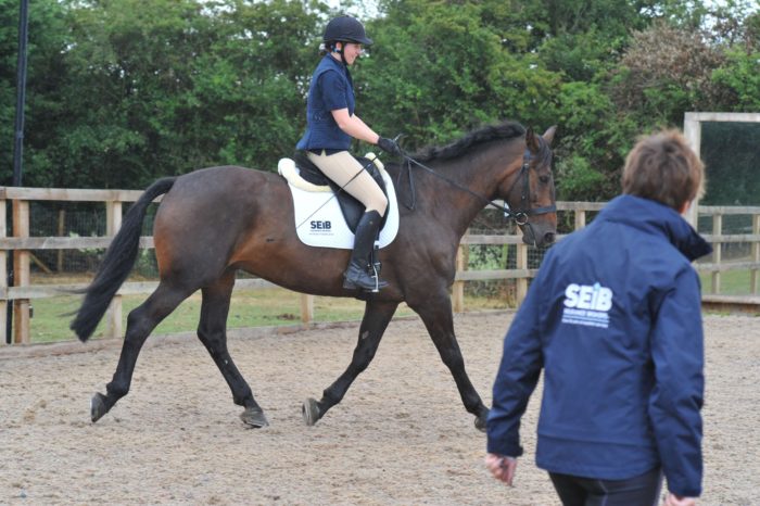 How Much Do Horse Riding Lessons Cost SEIB