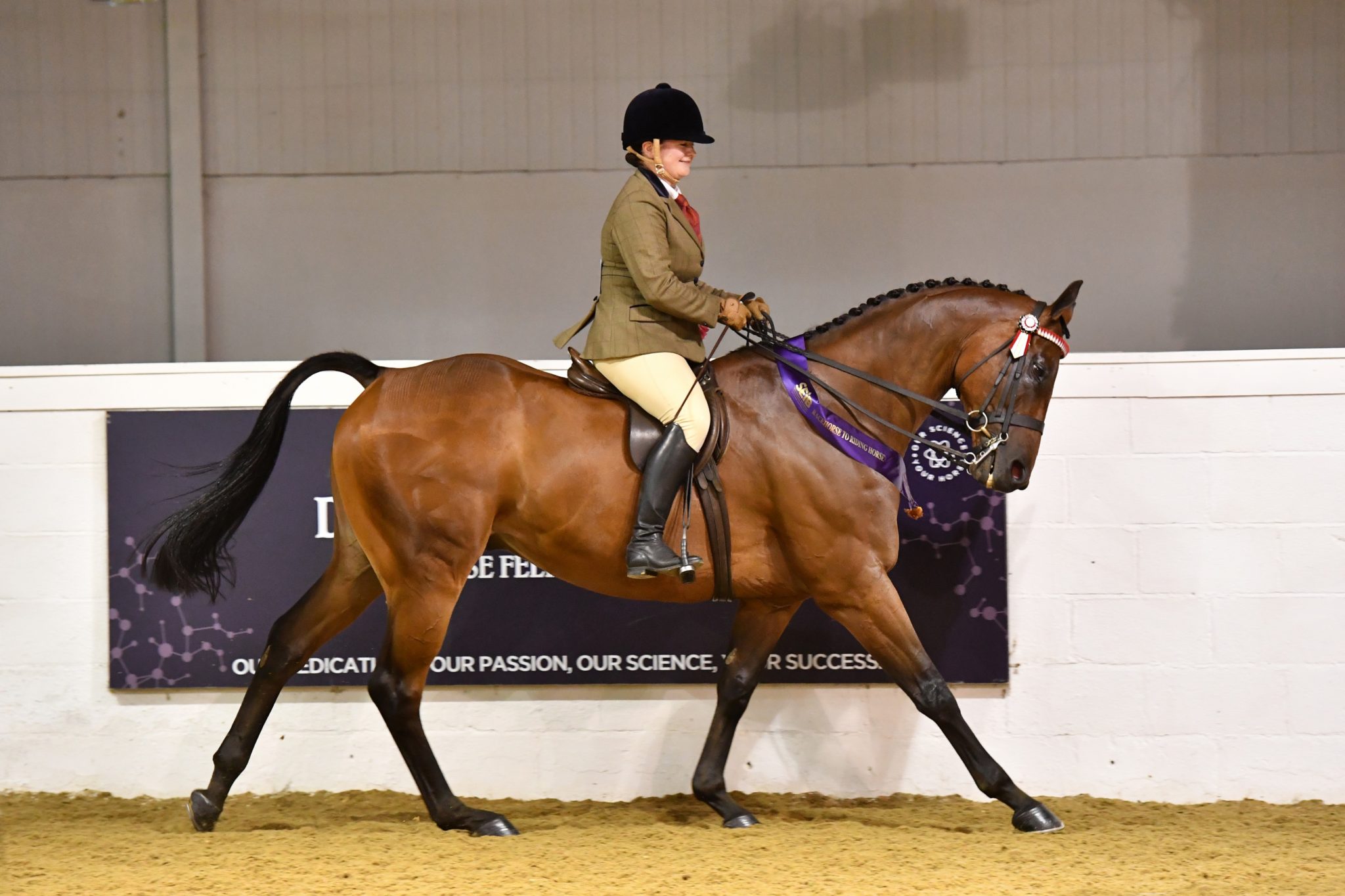 Qualify For SEIB Racehorse To Riding Horse At Horse Of The Year Show - SEIB