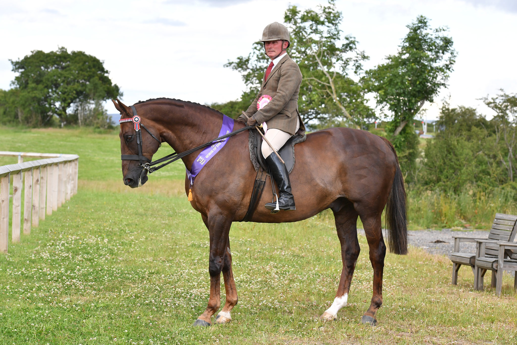 Qualify For SEIB Racehorse To Riding Horse At Horse Of The Year Show - SEIB