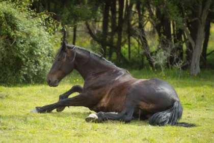 Horse laying in field