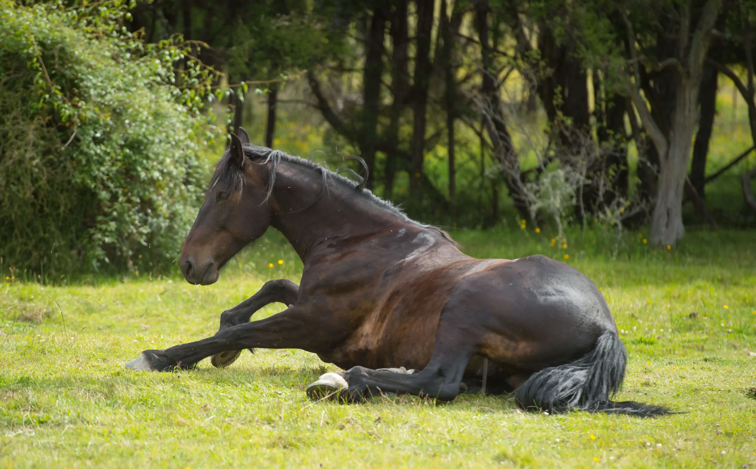 Horse laying in field