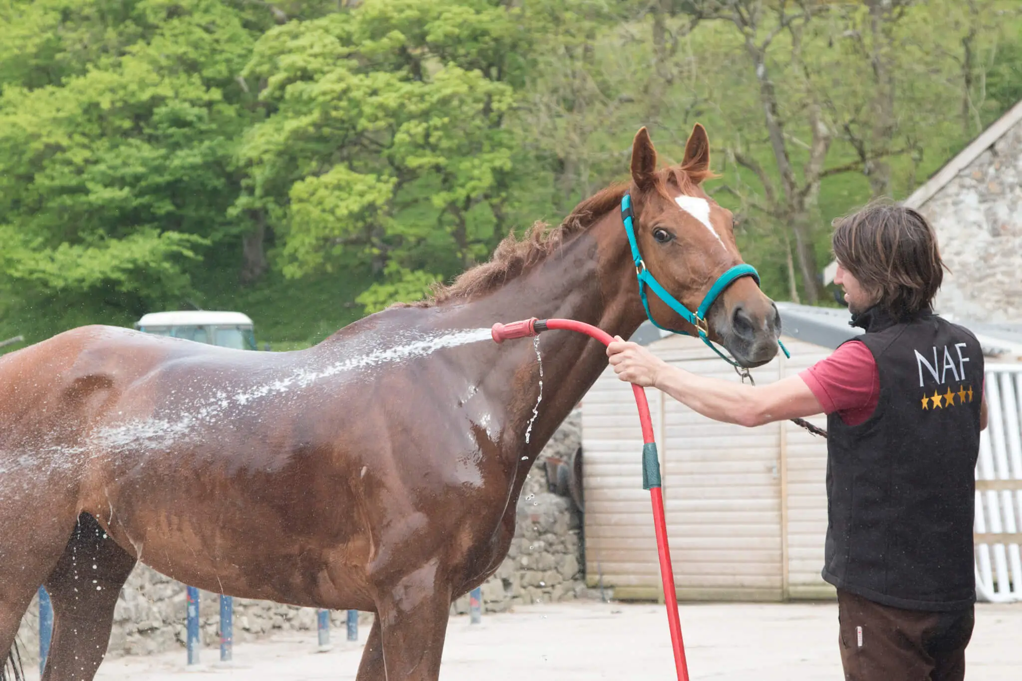 Horse being hosed down by NAF