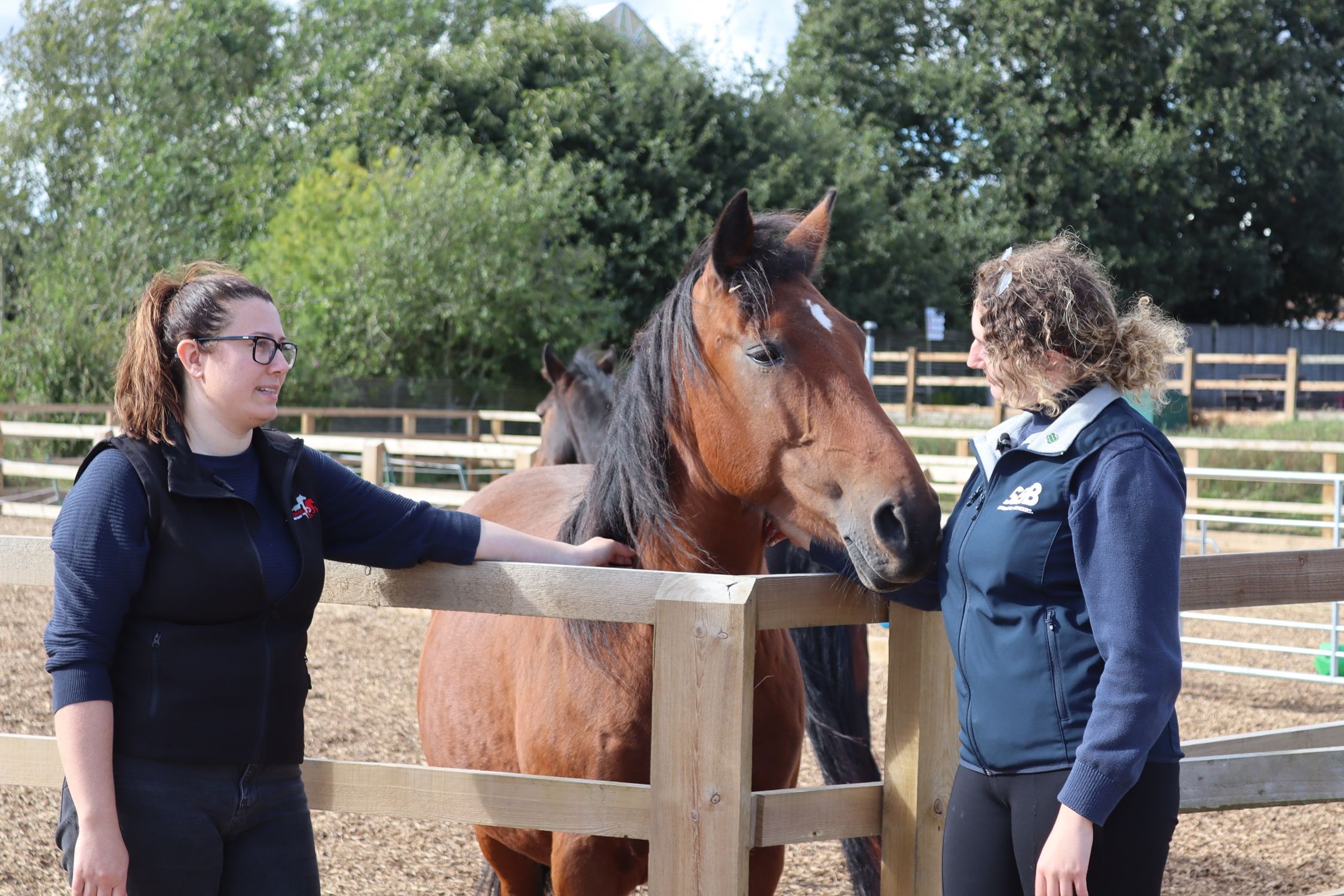 Redwings and SEIB pat horse